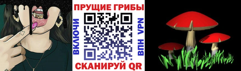 Псилоцибиновые грибы Cubensis  Пугачёв 
